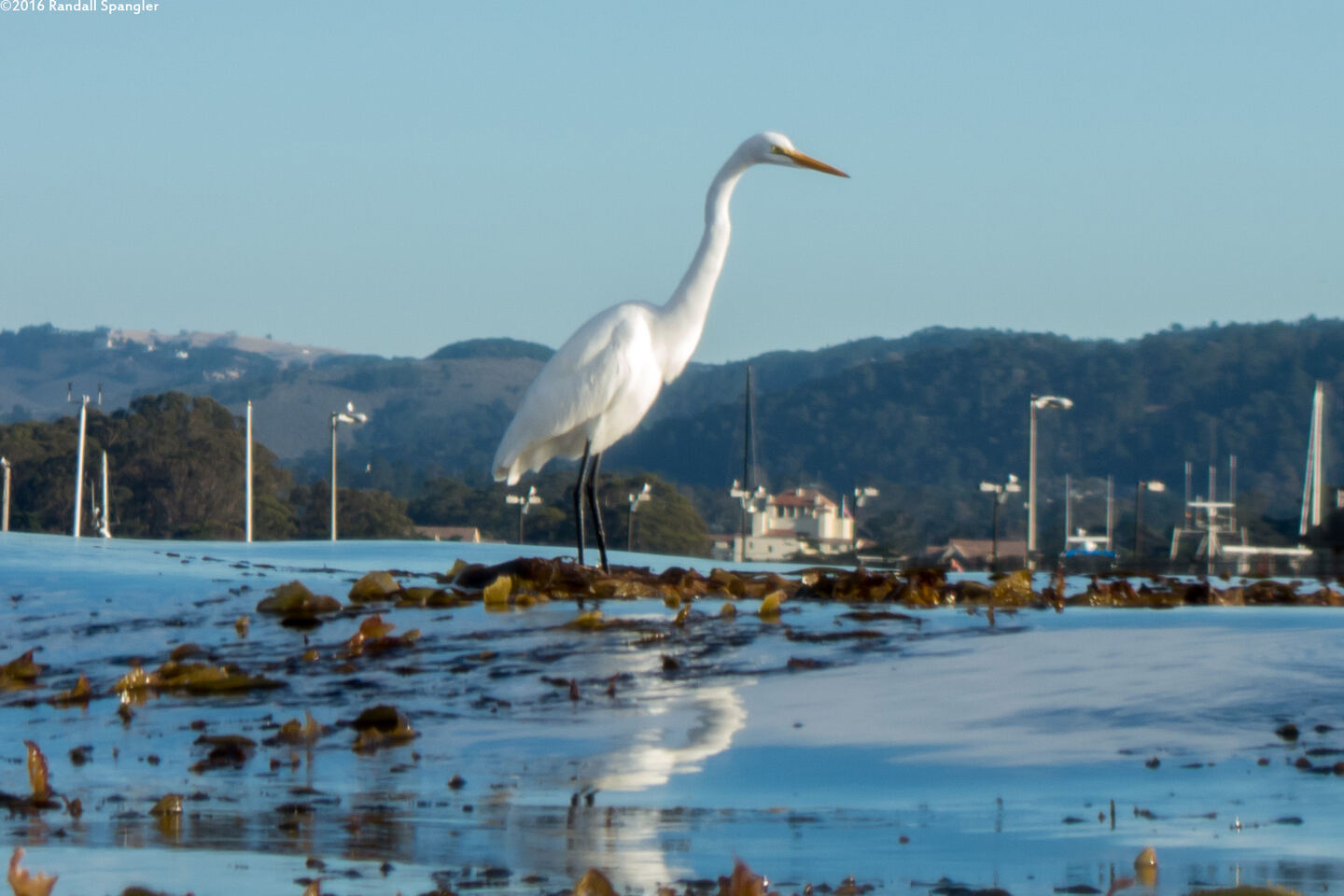 Ardea alba (Great Egret)