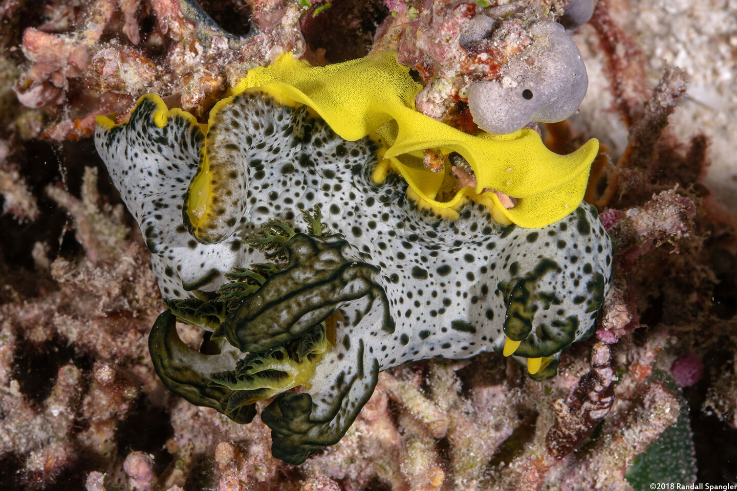 Notodoris  serenae (Gray Norse God); Laying yellow eggs