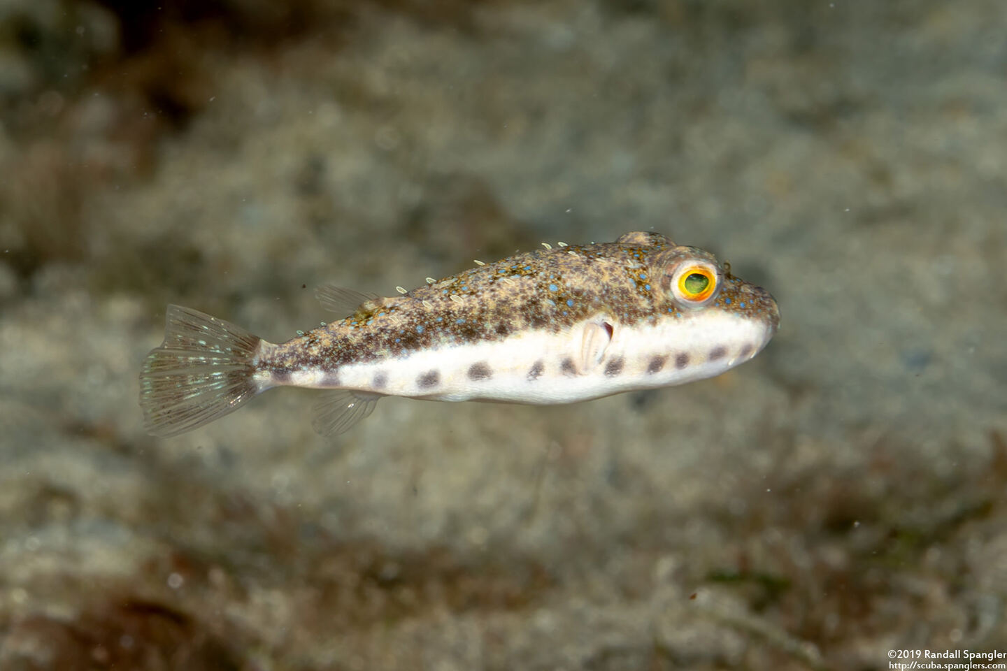 Sphoeroides spengleri (Bandtail Puffer)