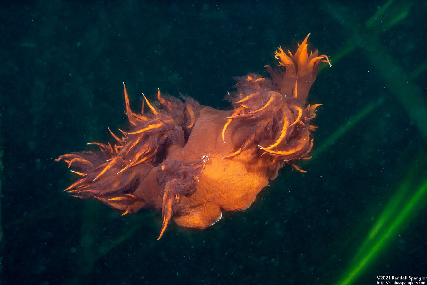 Dendronotus iris (Rainbow Dendronotus); Swimming