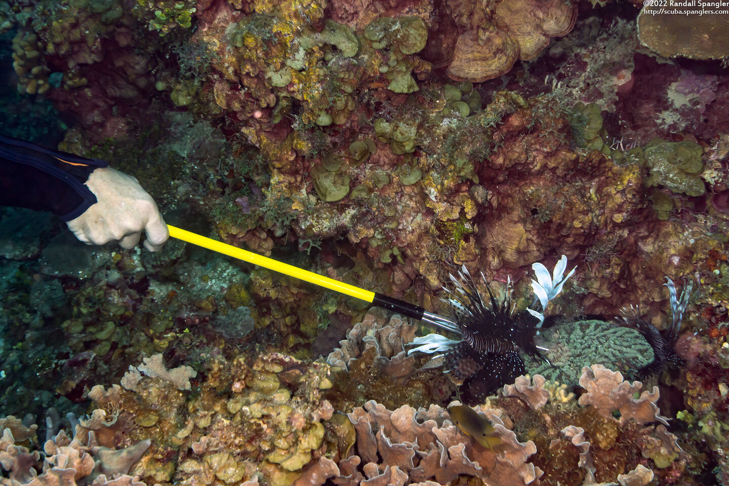 Pterois volitans (Red Lionfish); The best kind of Carribbean lionfish: speared