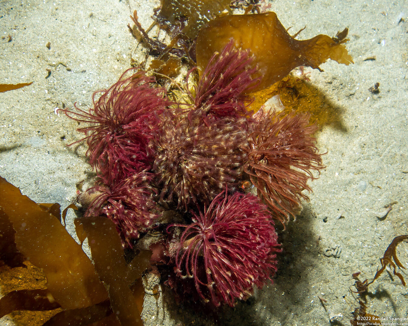 Sabellidae sp.6 (Banded Feather Duster Worm)