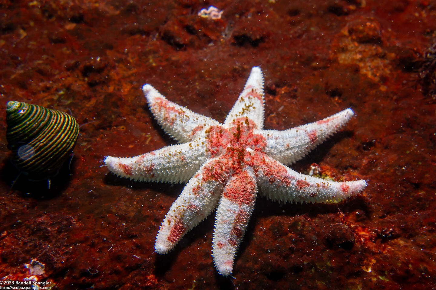 Leptasterias hexactis (Six-Arm Star); Six-arm star with seven arms