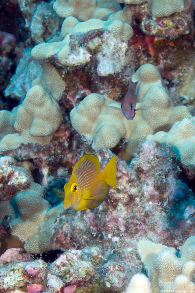Ctenochaetus strigosus (Goldring Surgeonfish); Goldring surgeonfish eating algae off a green sea turtle