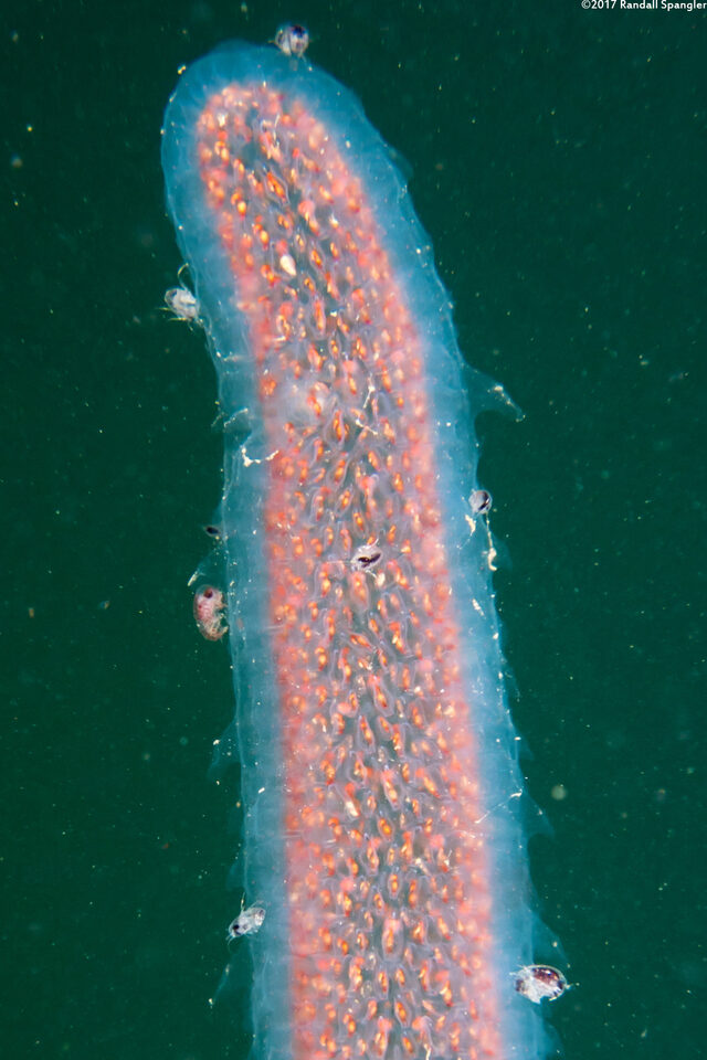 Hyperia sp.1 (Hyperiid Amphipod)