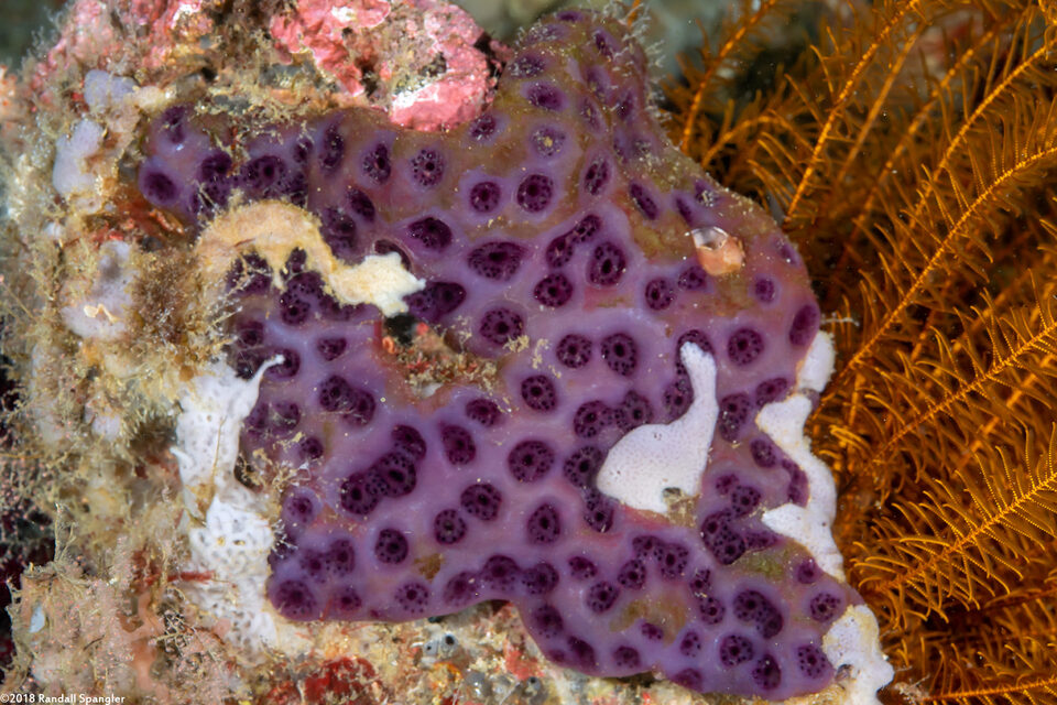 Eudistoma reginum (Eudistoma Reginum)