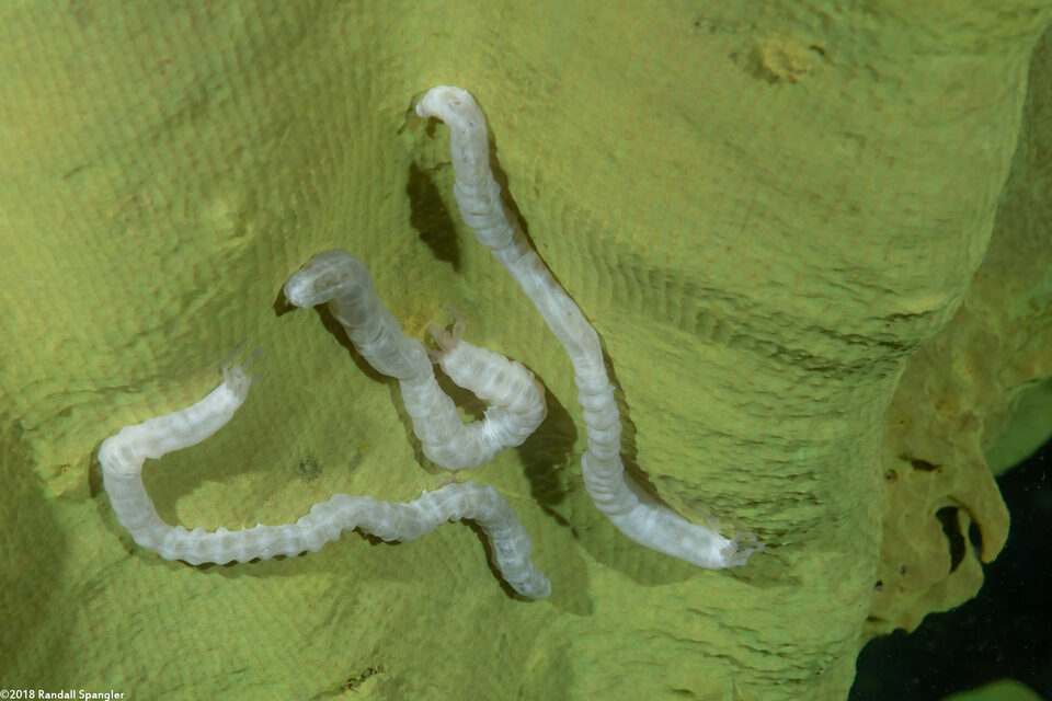 Euapta sp.2 (Euapta sp.2)