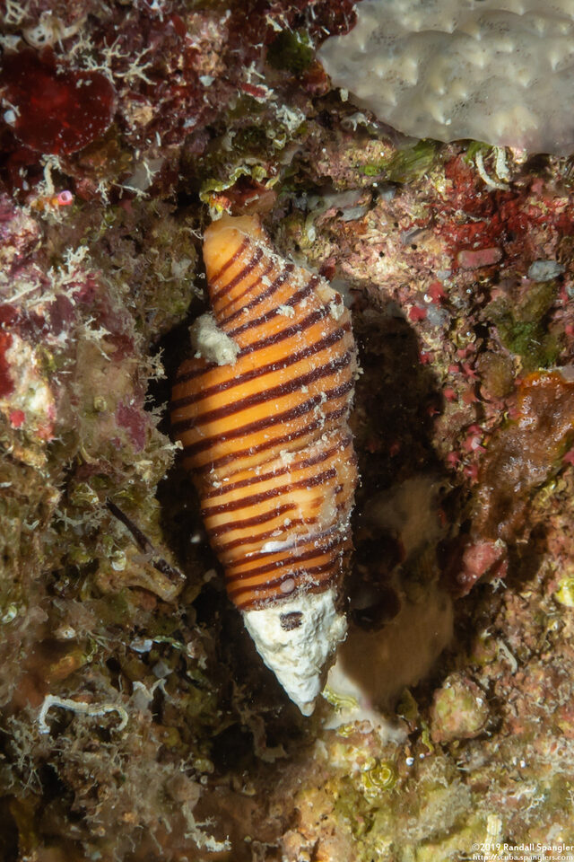 Turrilatirus turritus (Tower Latirus)