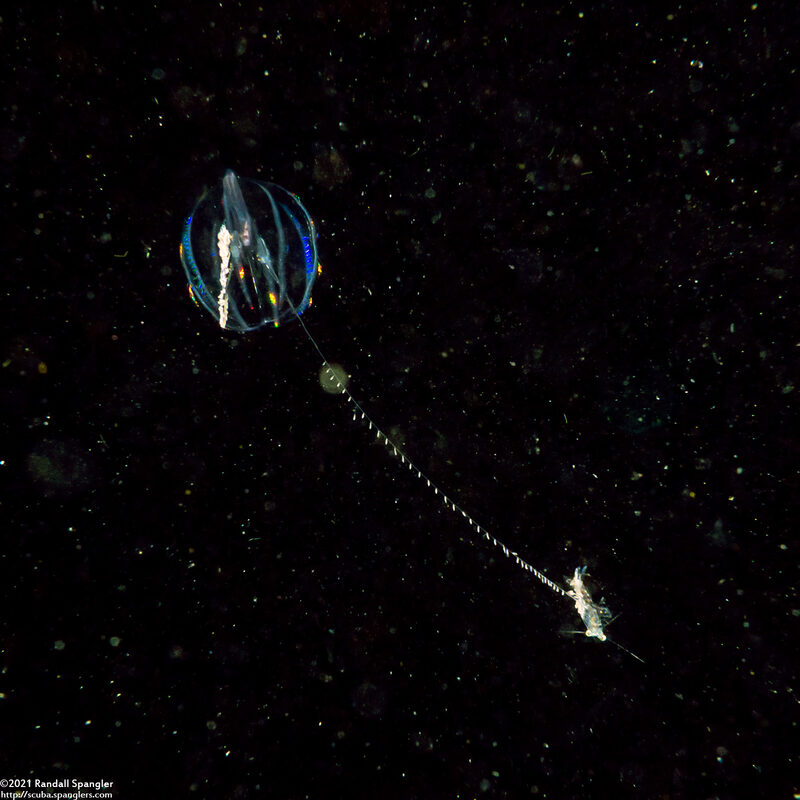 Pleurobrachia bachei (Sea Gooseberry); With a shrimp