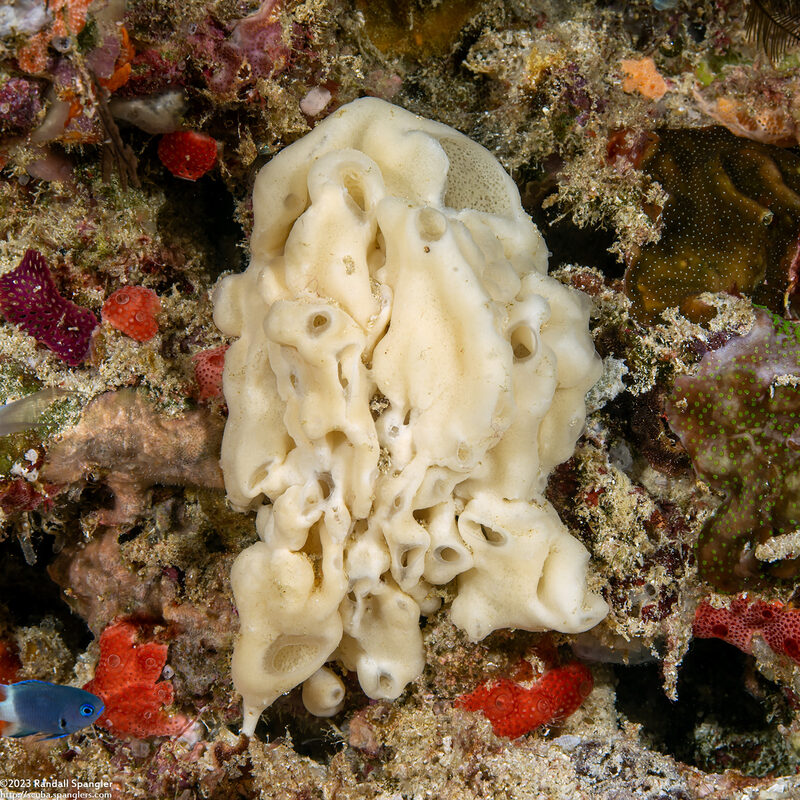 Leucetta sp.1 (Leucetta sp.1)