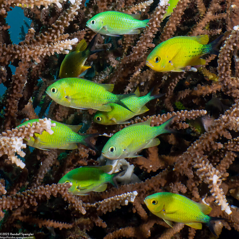 Chromis viridis (Blue-Green Chromis); Spawning males have black tails