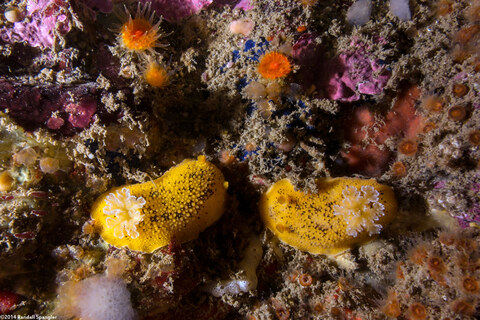 Peltodoris nobilis (Sea Lemon)