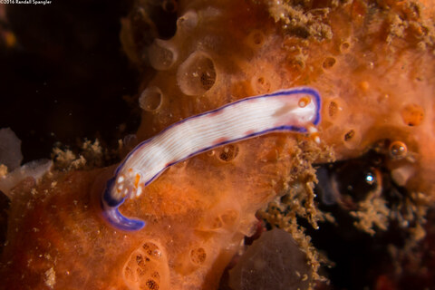 Hypselodoris peasei (Locust Nudibranch)
