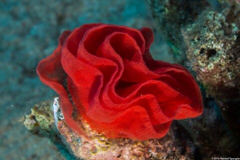 Hexabranchus sandwichensis (Hawaiian Spanish Dancer)