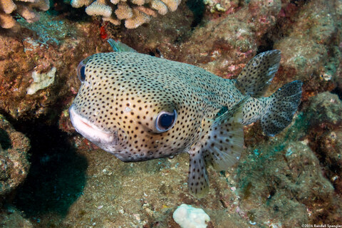 Diodon hystrix (Porcupinefish)