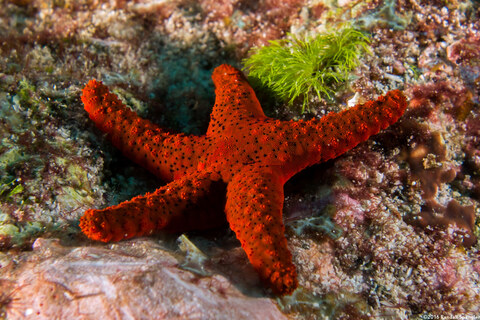 Fromia milleporella (Thousand-Pores Sea Star)