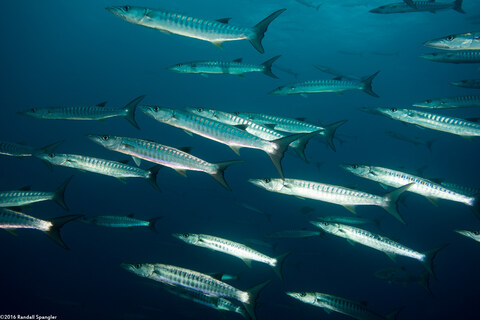 Sphyraena qenie (Blackfin Barracuda)