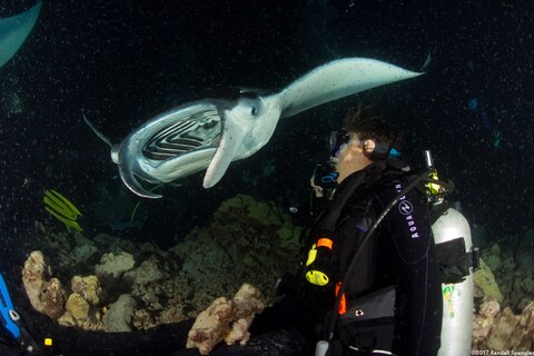 Mobula alfredi (Coastal Manta Ray)