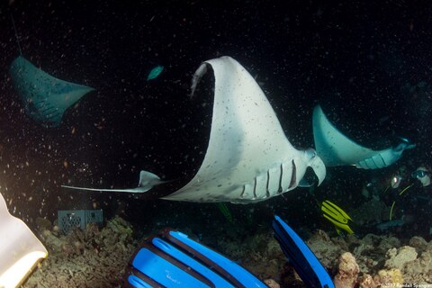 Mobula alfredi (Coastal Manta Ray)