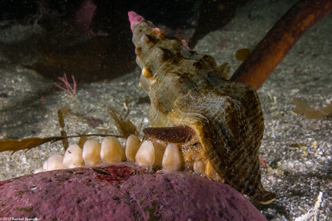 Kelletia kelletii (Kellet's Whelk); Laying eggs