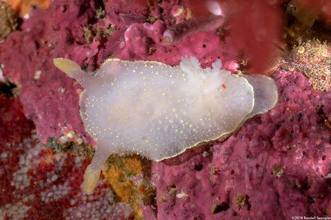 Acanthodoris hudsoni (Hudson's Horned Dorid)