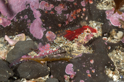 Orthonopias triacis (Snubnose Sculpin)