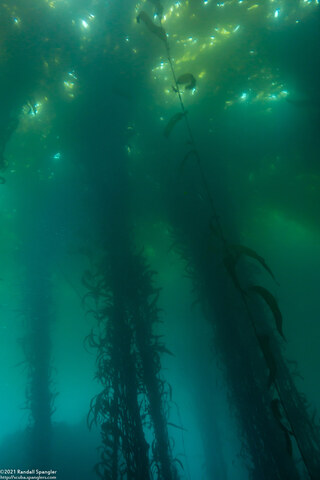 Macrocystis pyrifera (Giant Kelp)