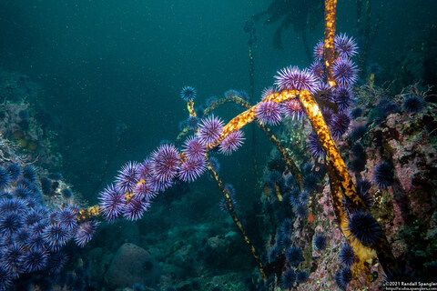 Strongylocentrotus purpuratus (Purple Sea Urchin)