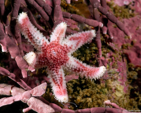 Leptasterias hexactis (Six-Arm Star)