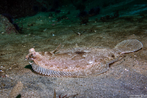 Pleuronichthys coenosus (C-O Sole)