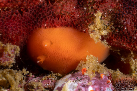 Rostanga pulchra (Red Sponge Dorid)