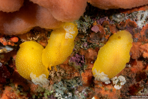Doriopsilla fulva (White-Speckled Dorid)