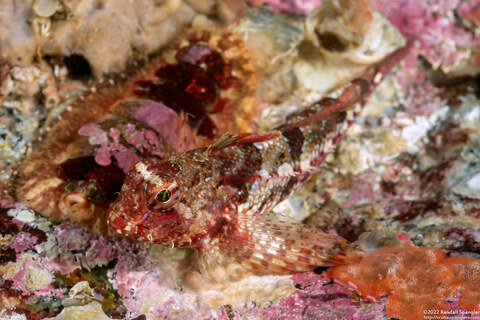 Orthonopias triacis (Snubnose Sculpin)
