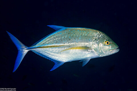 Caranx melampygus (Bluefin Trevally)