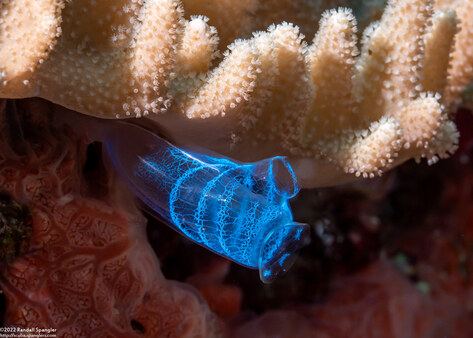 Rhopalaea crassa (Rhopalaea Crassa)