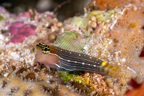 Ecsenius pictus (White-Lined Coralblenny)