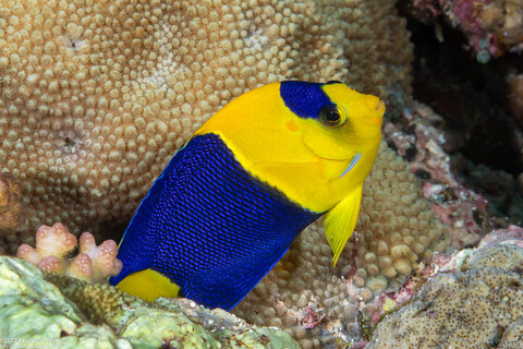 Centropyge bicolor (Bicolor Angelfish)