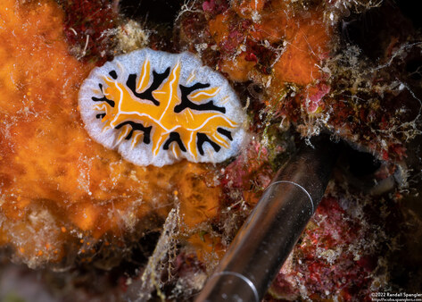 Reticulidia fungia (Mushroom Coral Reticulidia)