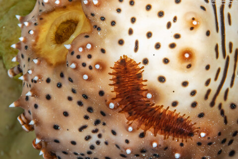 Gastrolepidia clavigera (Gastrolepidia Clavigera)