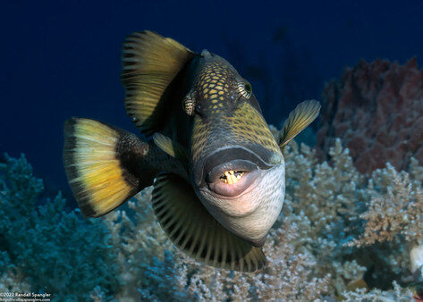 Balistoides viridescens (Titan Triggerfish)