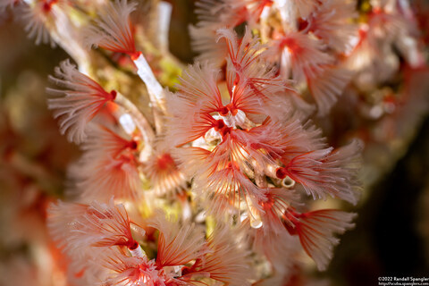 Filogranella elatensis (Delicate Tube Worm)