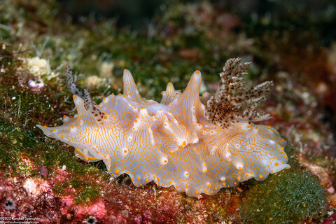 Halgerda batangas (Batangas Halgerda)