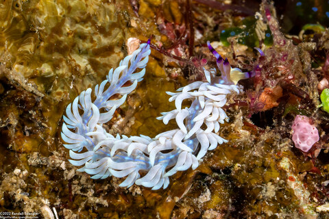 Pteraeolidia semperi (Blue Dragon Nudibranch)