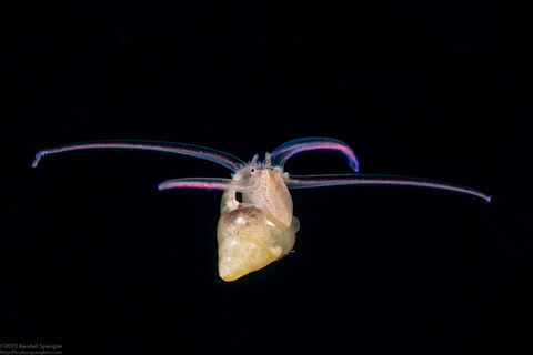 Order Neogastropoda (Gastropod veliger)