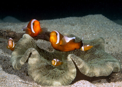 Amphiprion polymnus (Saddleback Anemonefish)