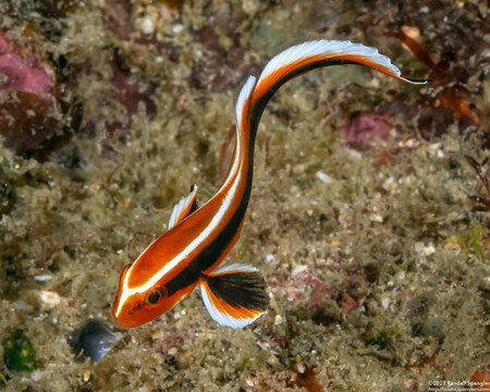 Plectorhinchus lessonii (Striped Sweetlips)