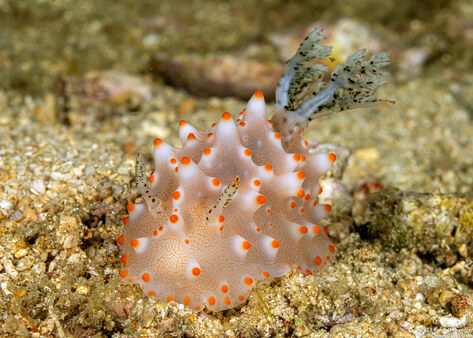 Halgerda batangas (Batangas Halgerda)