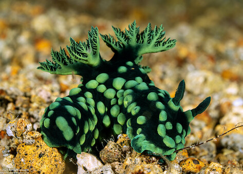 Nembrotha cristata (Crested Nembrotha)