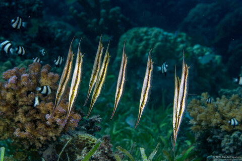 Aeoliscus strigatus (Hinged Shrimpfish)
