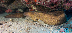 Anguilliformes